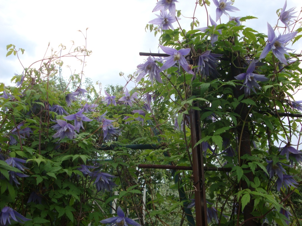 Клематис крупнолепестный Майдвел Халл: купить в Москве саженцы Clematis macropet