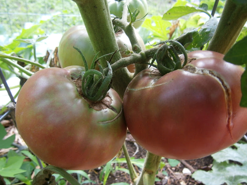 Why Grow OpenPollinated, Heirloom Vegetables? Flour Sack Mama