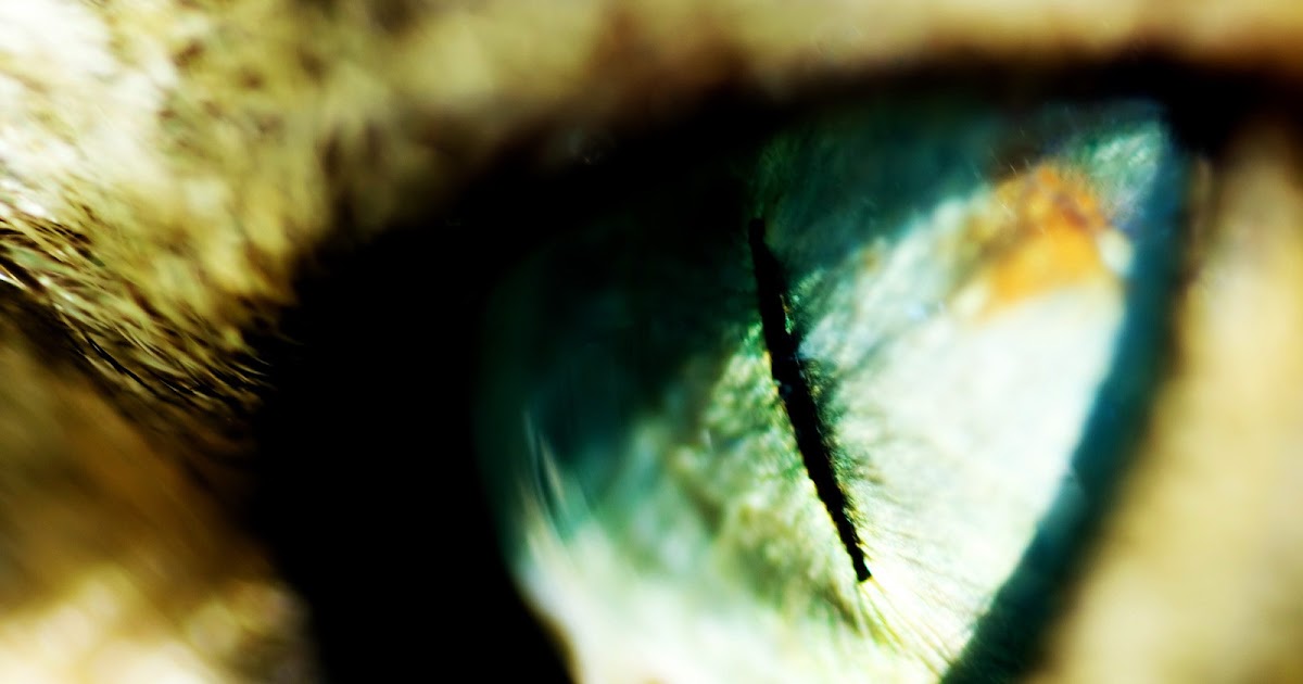 Weird Wallpapers: Lot of HD Weird of weird wallpapers