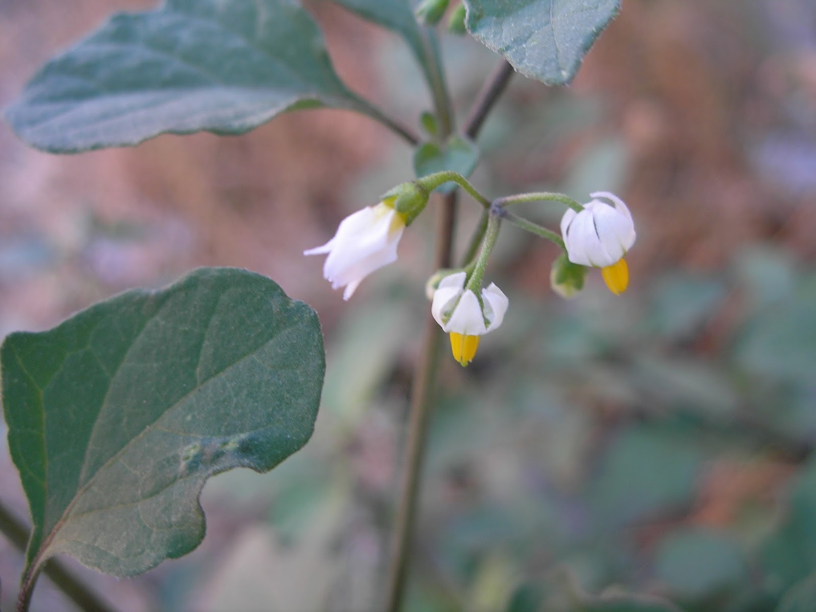 FLORA CAMPO DE MONTIEL Y ALREDEDORES TOMATILLOS DEL DIABLO, HIERBA