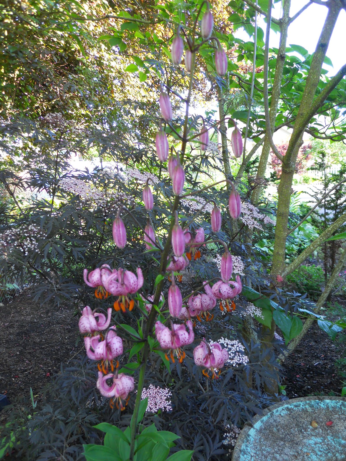 Beech Street Gardens Martagon Lily Update