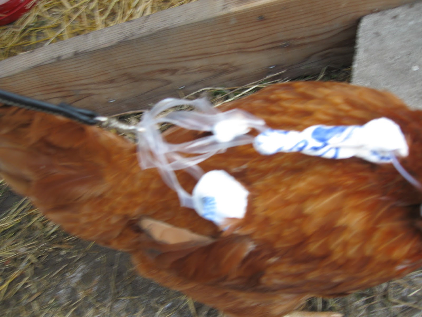 Mother Hen Chicken Harness