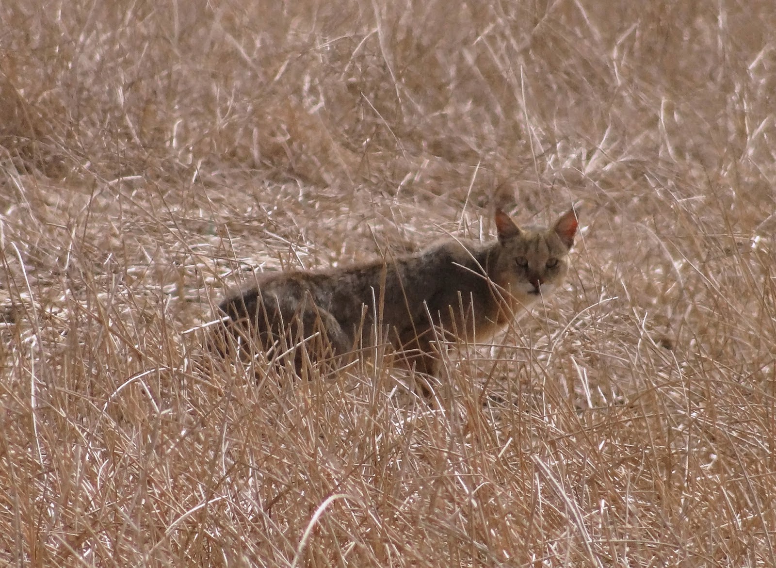 Safari Sri Lanka Wild Cats of Sri Lanka