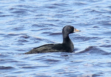 Fly Flatts Common Scoter