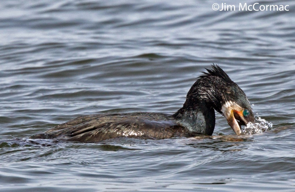 Ohio Birds and Biodiversity Cormorant battles giant fish!