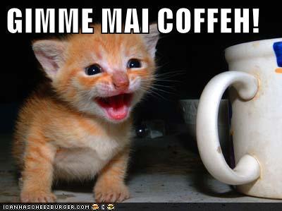 funny-pictures-kitten-wants-coffee.jpg