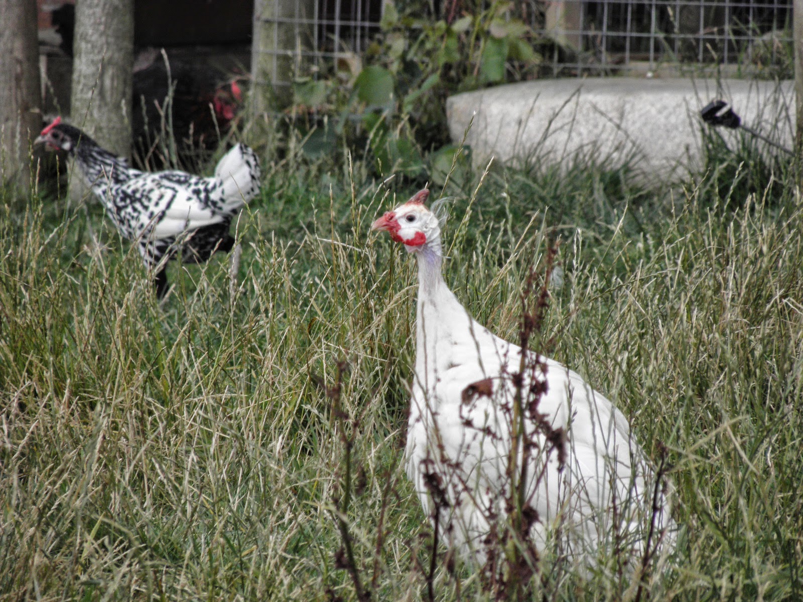 Guinea fowl coop size calculator, chicken tractor building plans free