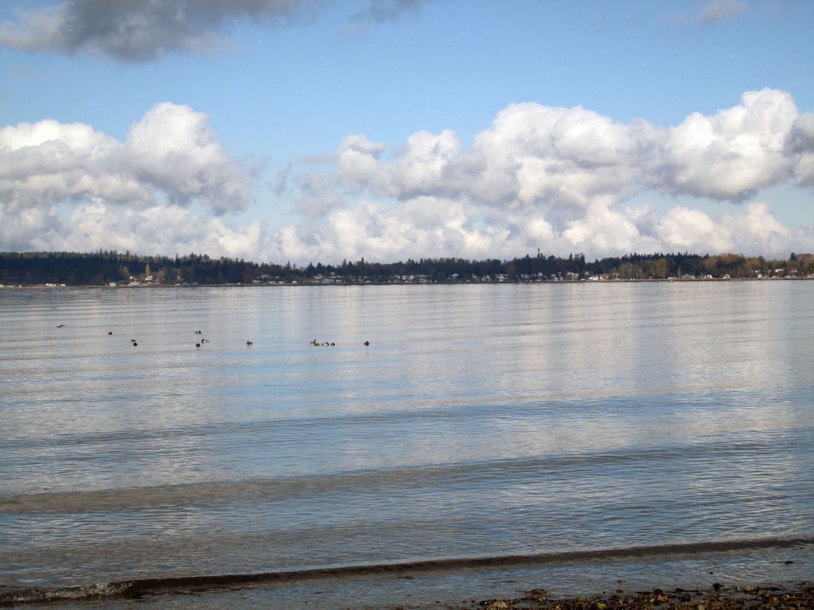 Tea with LaVera A Fall Walk Birch Bay State Park