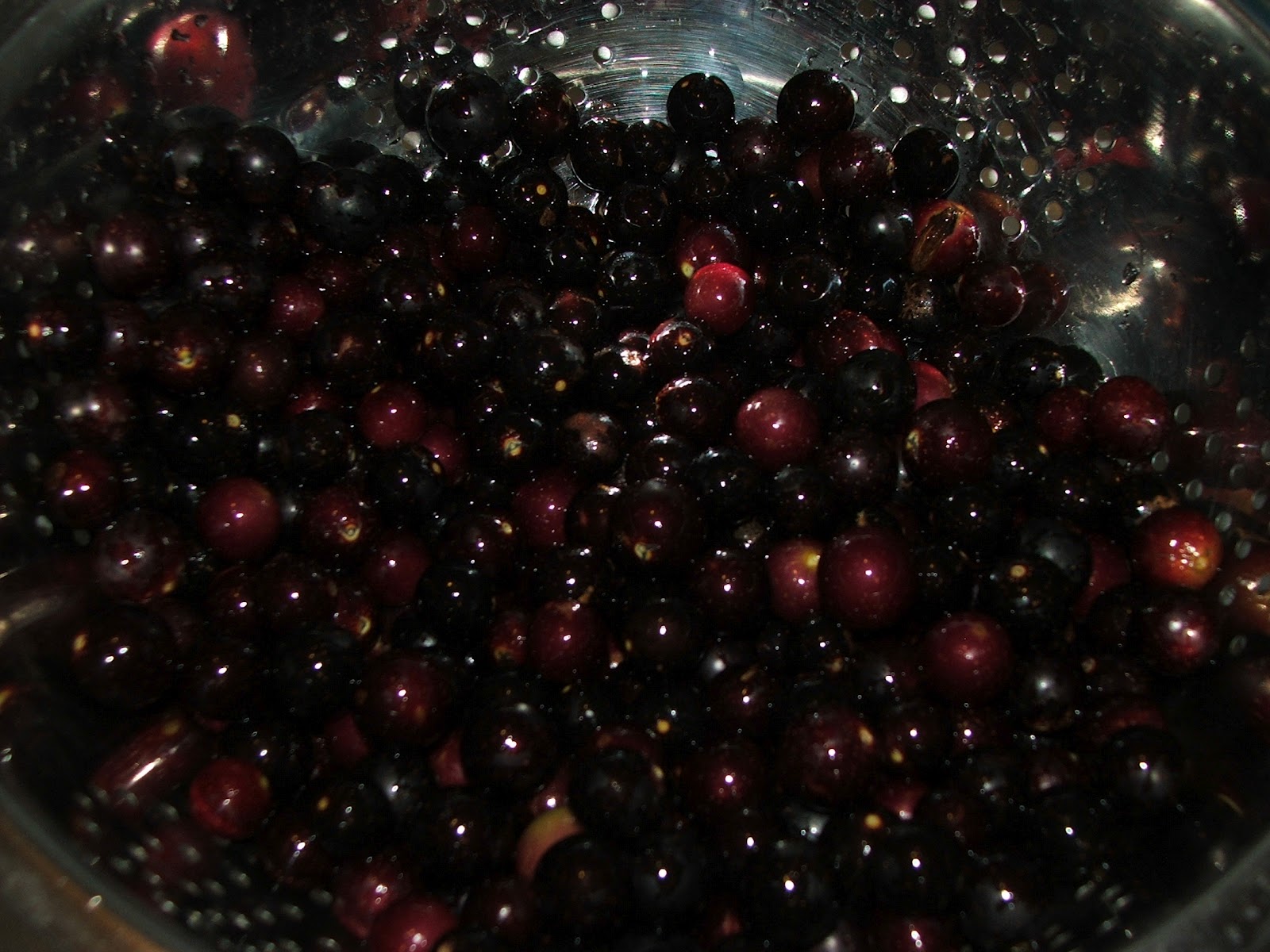 Canning Granny Canning Muscadine Juice (Mama's Easy Way)