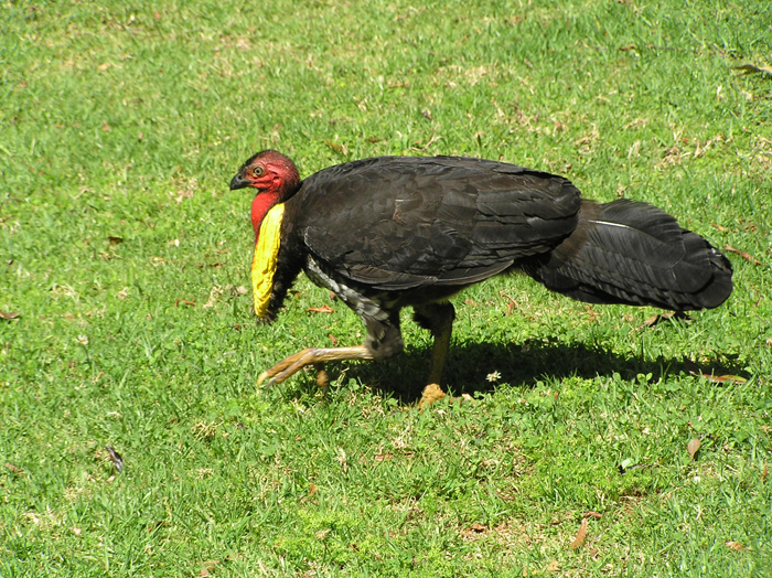 All About Animal Wildlife Australian Brush Turkey Facts and ImagesPhotos