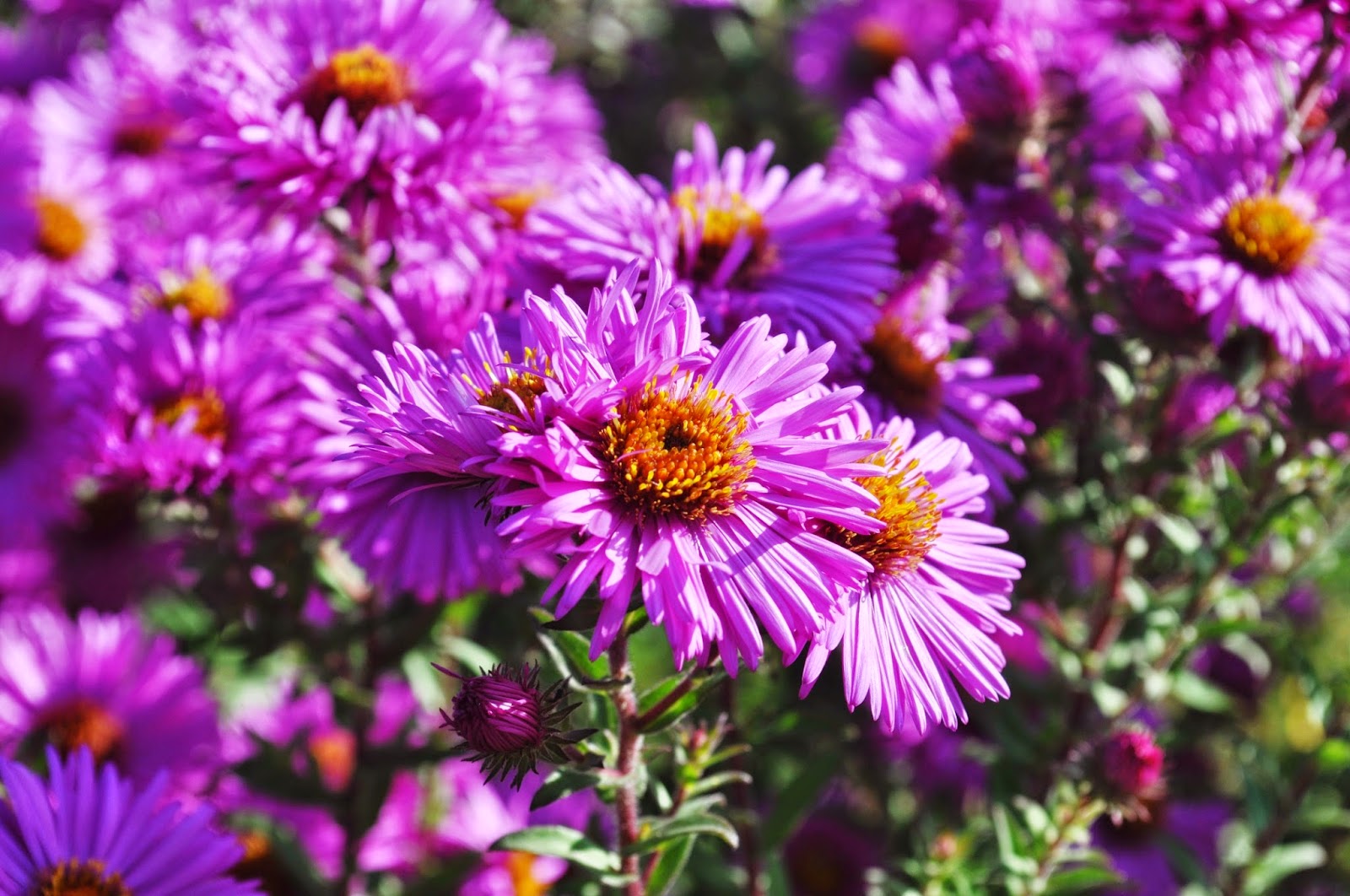 Lichtensteiner Blasmusik 2015