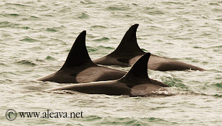 Orcas en Caleta Valdés Patagonia Argentina