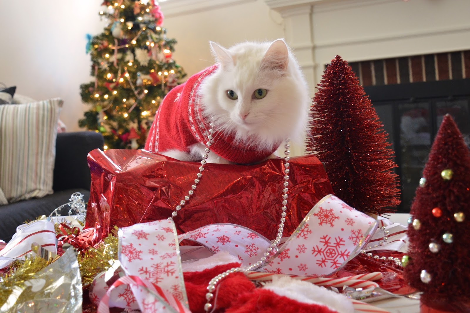 The cats are having a great time chewing on everything and playing in