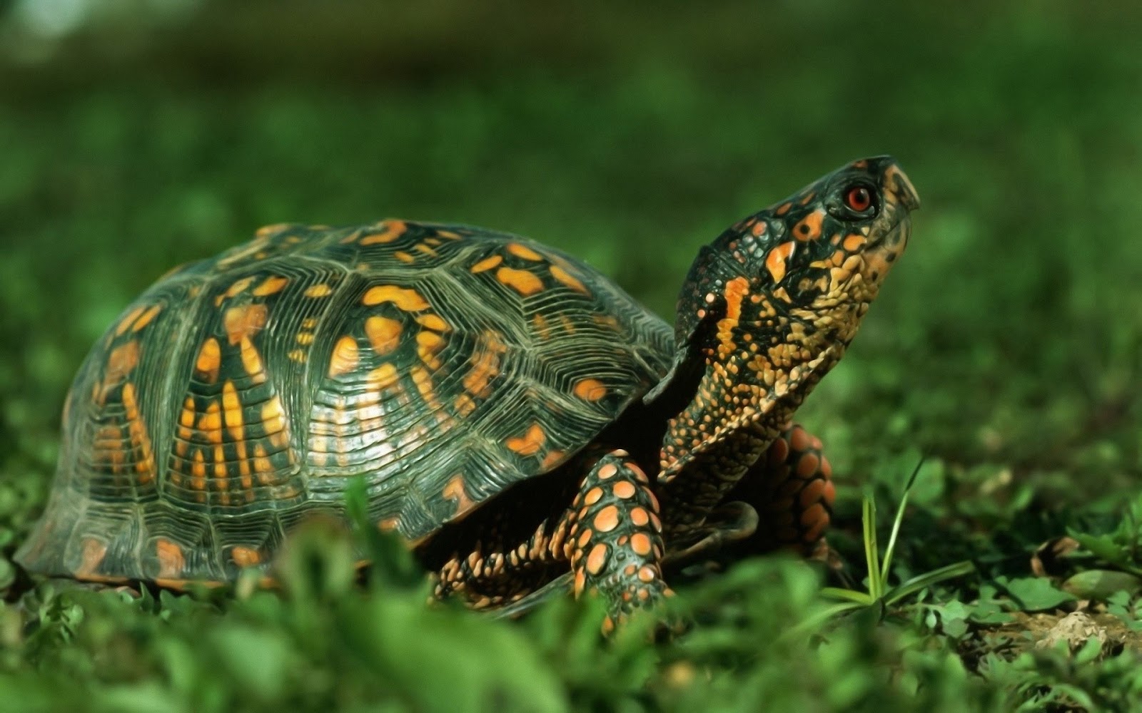 Tortoise Wallpapers Hd - Beautiful Desktop HD Wallpapers Download