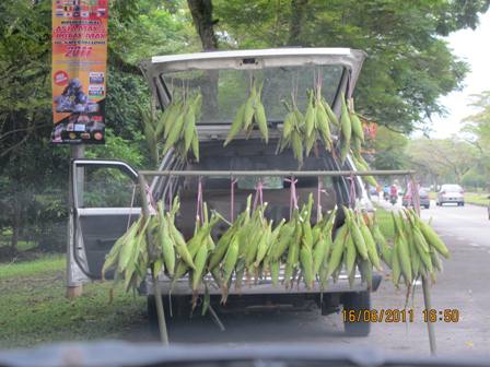 Corn Stall
