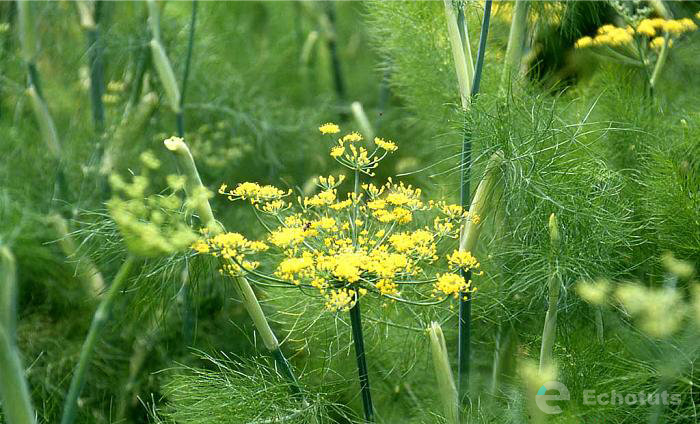 Adas (Foeniculum vulgare): Rahasia Alam untuk Pencernaan Sehat dan Perut Nyaman