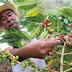Colombia recovers from effects of coffee fungus
