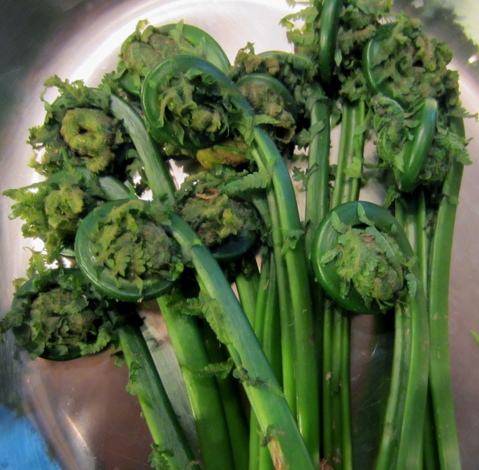 Taste of Nepal Fiddlehead Fern Neuro, Niuro (नीयूरो)