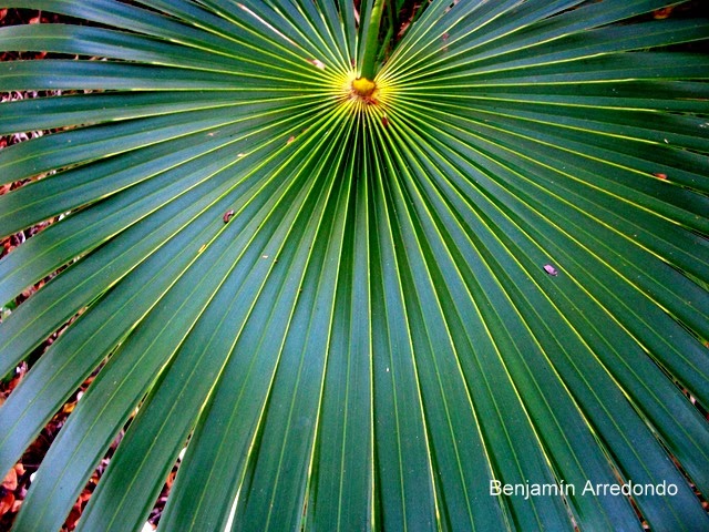 El Bable: La palma chit reclama atención pues está en peligro de extinción.