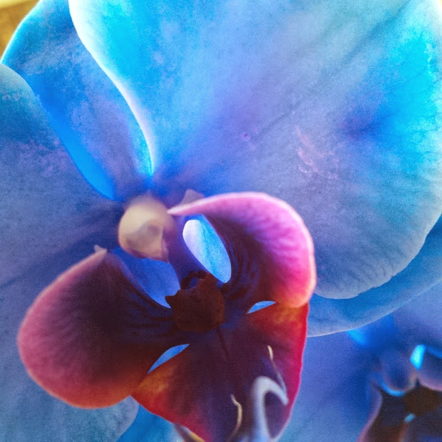 20 blue sapphire orchid