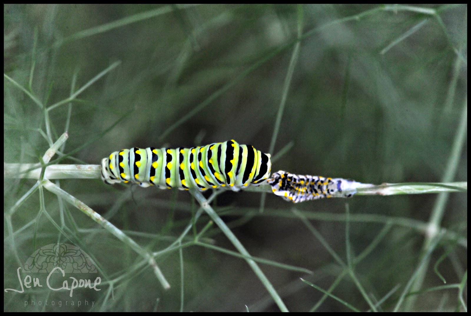 jen capone photography caterpillar sheds his skin...