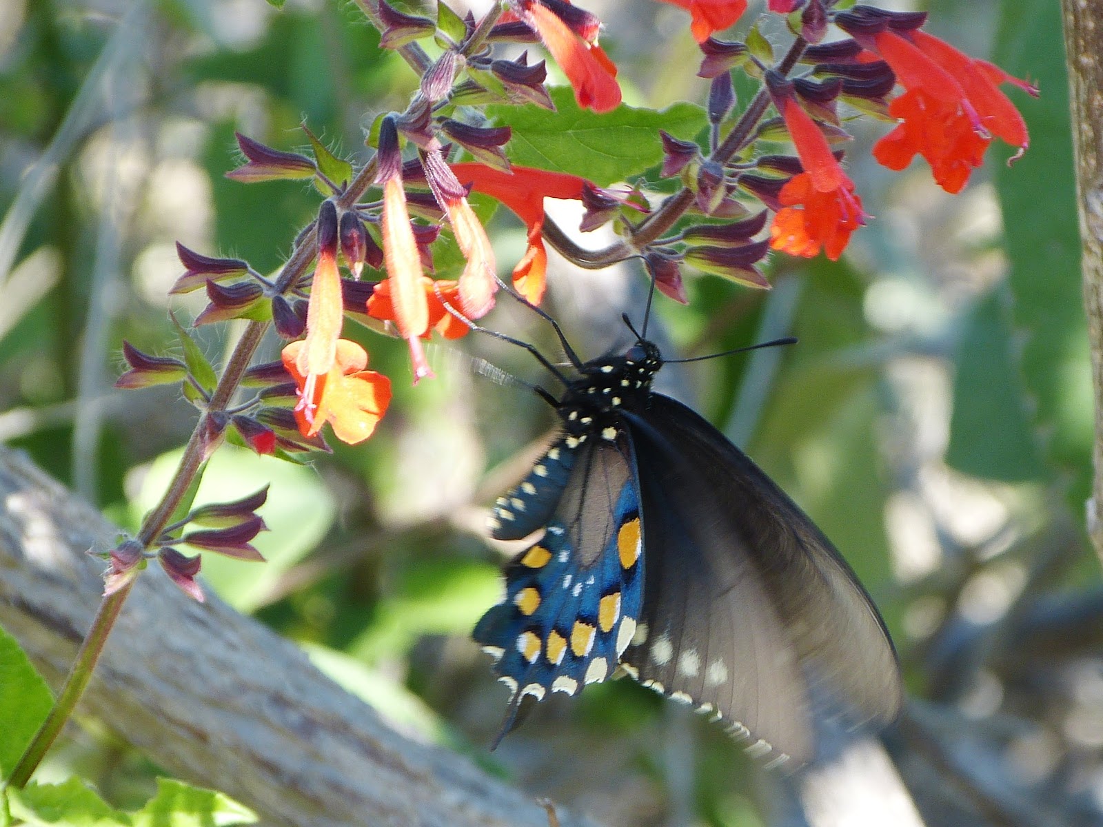 Mount Epsom Butterflies of Texas