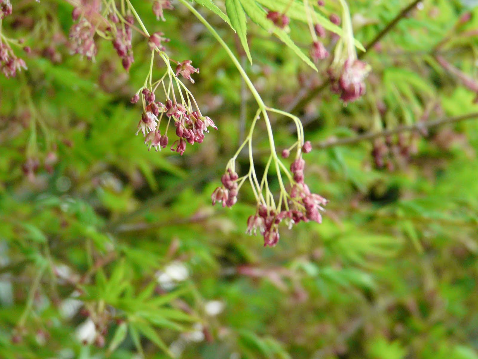 俳句の風景 夕焼け花日記 楓の花