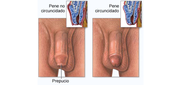Porno los pequeños miembros rossiya