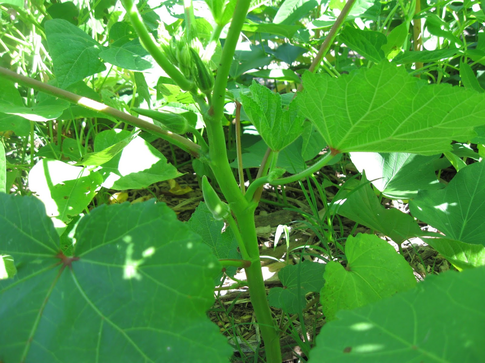 Kentucky Fried Garden Okra, Pole Beans, and Cucumbers