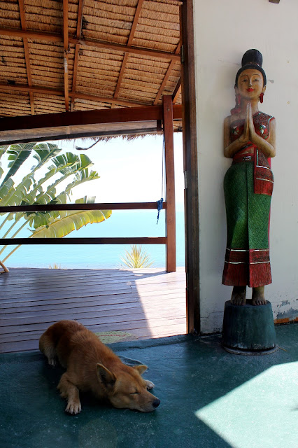 Dog Ko Phangan