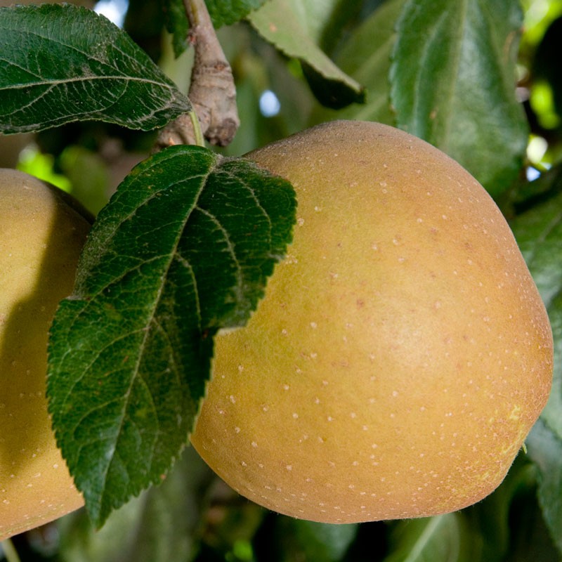 All about Ayurveda and Herbs: Golden Reinette Apple