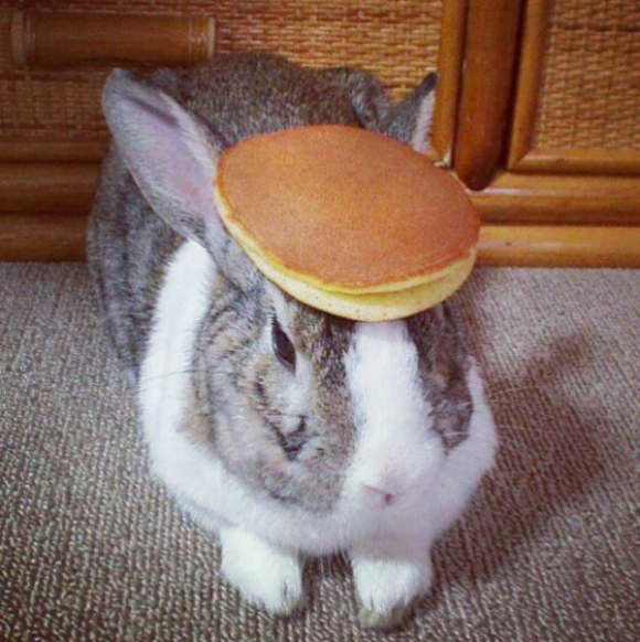 http://www.cutestpaw.com/images/est-picture-of-a-bunny-with-a-pancake-on-its-head/