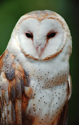 Lovely Barn Owl