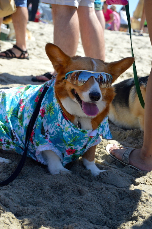 Mr. Pickles hard at work, - So Cal Corgi Beach Day