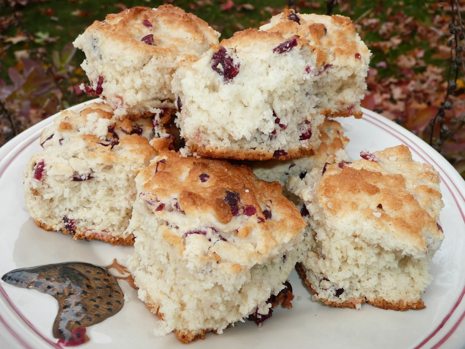 Everyday Dutch Oven Cranberry Buttermilk Biscuits