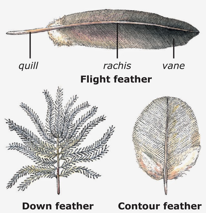 King's Christian School Biology Class Aves The Birds Characteristics