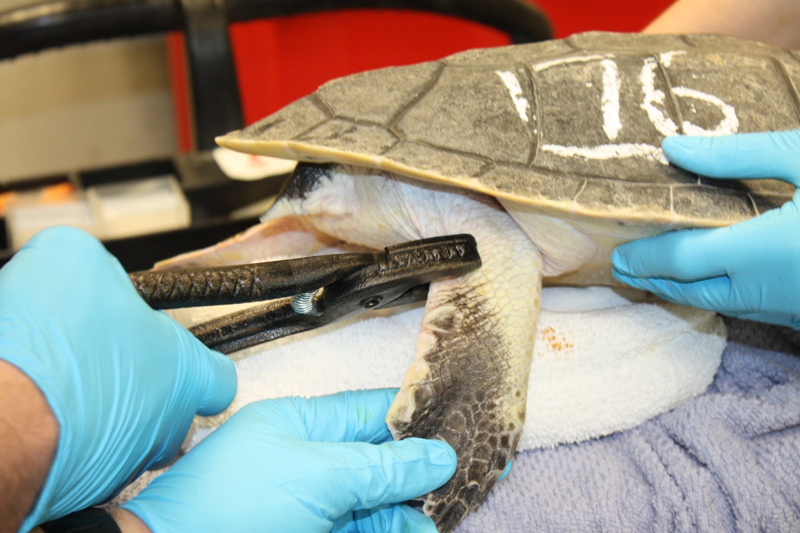 Marine Animal Rescue Team Blog