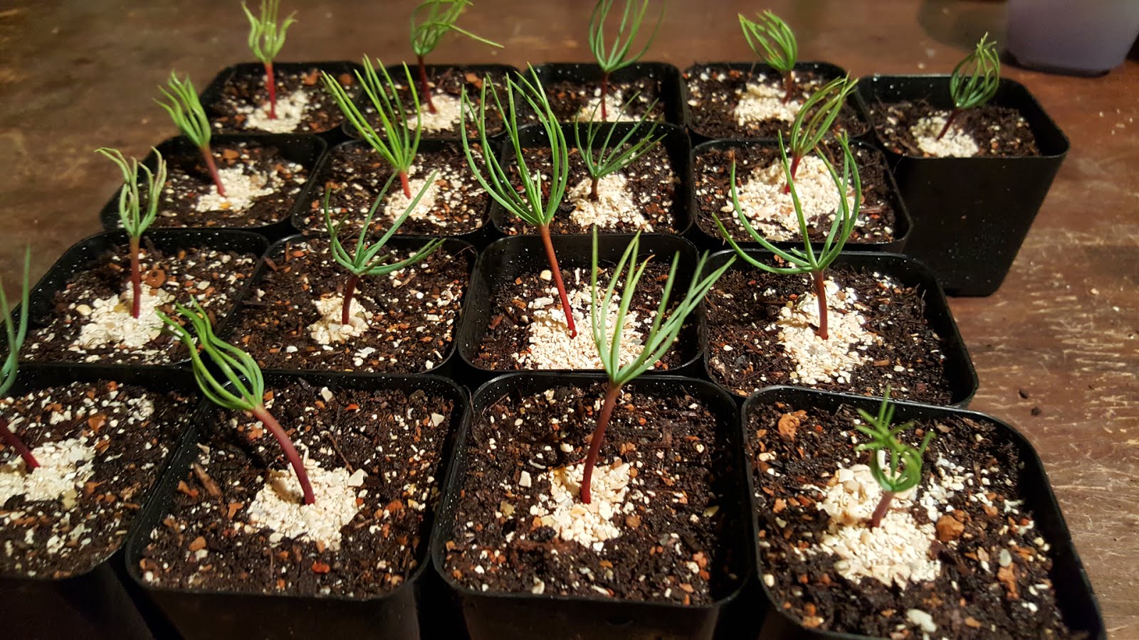 Bonsaimisadventures Cedar of Lebanon (Cedrus libani) Cutting the tap root