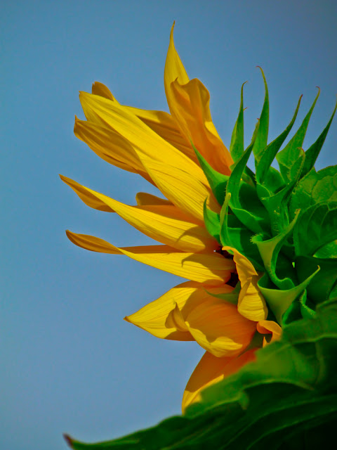 Summery Sunflower - Floral Photography