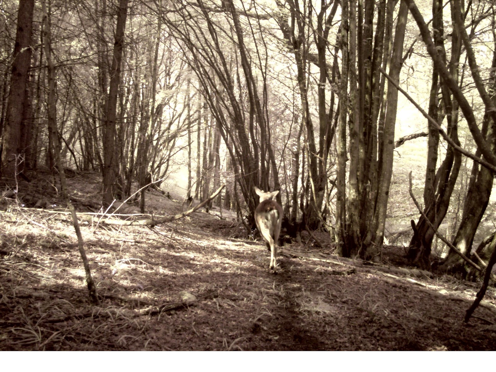 Down in Dens Wood Deer in the Woods