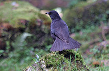 Sunda Whistling-Thrush_2011