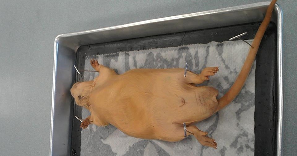 Josh's Biology Blog Rat Dissection!