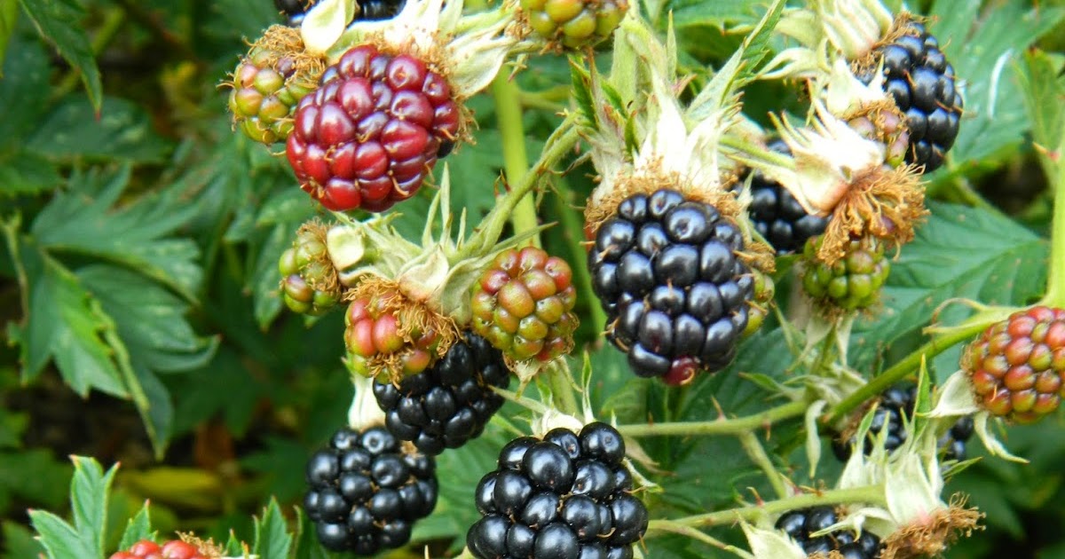 Dancing 'Cross the Country Oregon Blackberries
