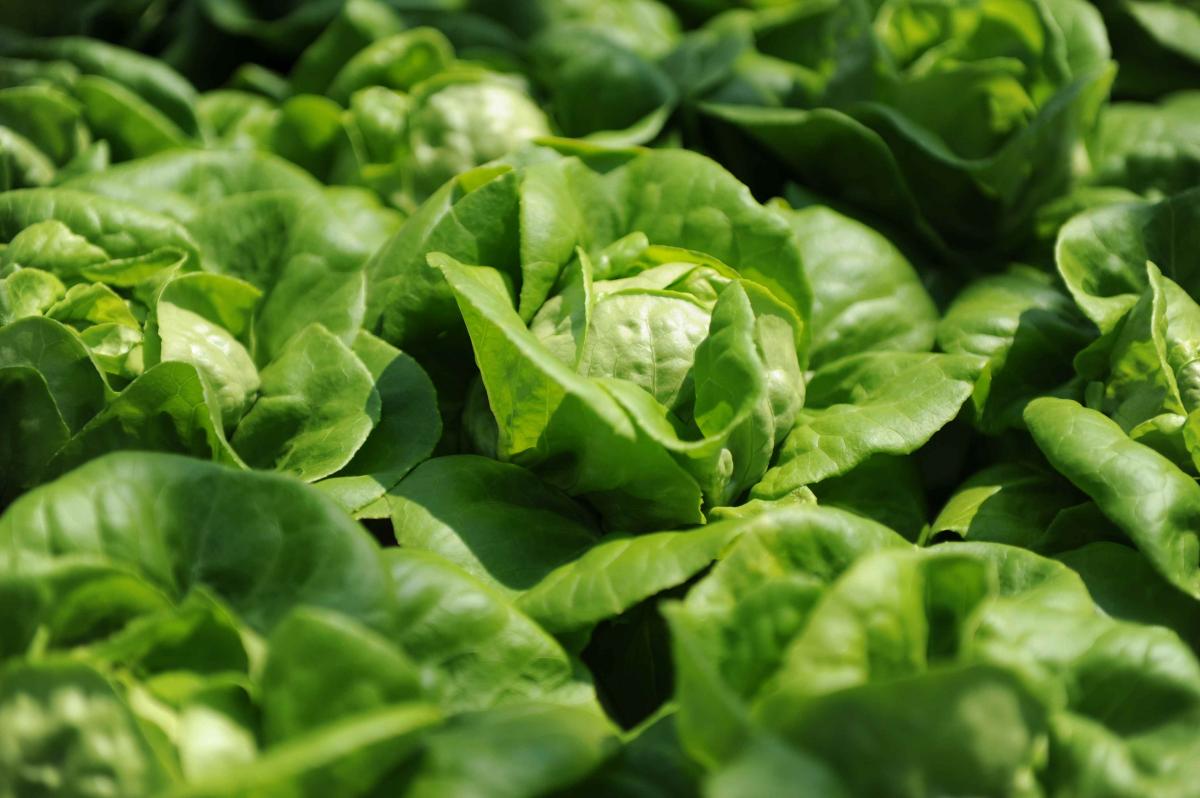 Rogues' Harbor Inn Loves Finger Lakes Fresh