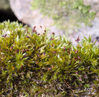 Musgo de la familia Brachytheciaceae orden Hypnales