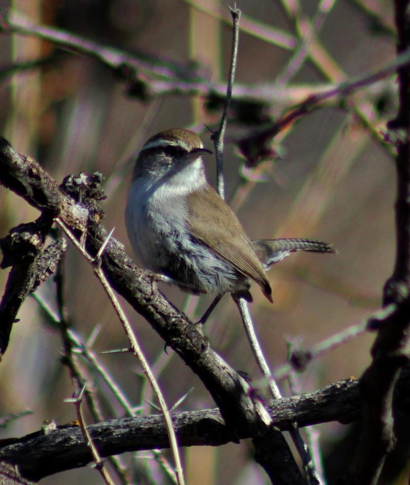 Las Aventuras Whispering To Birds