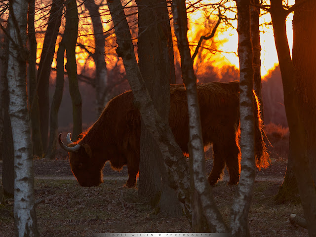 Schotse Hooglander @ zonsondergang