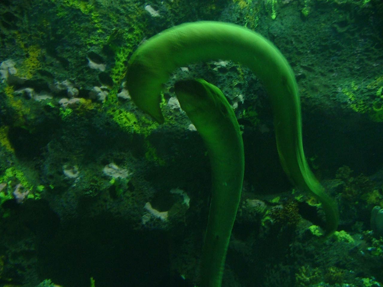 http://2.bp.blogspot.com/-q0GloL3AxnA/TnDpDH5z2FI/AAAAAAAAAT4/UHkPiX_IHiw/s1600/eel-wallpaper-10-739592.jpg