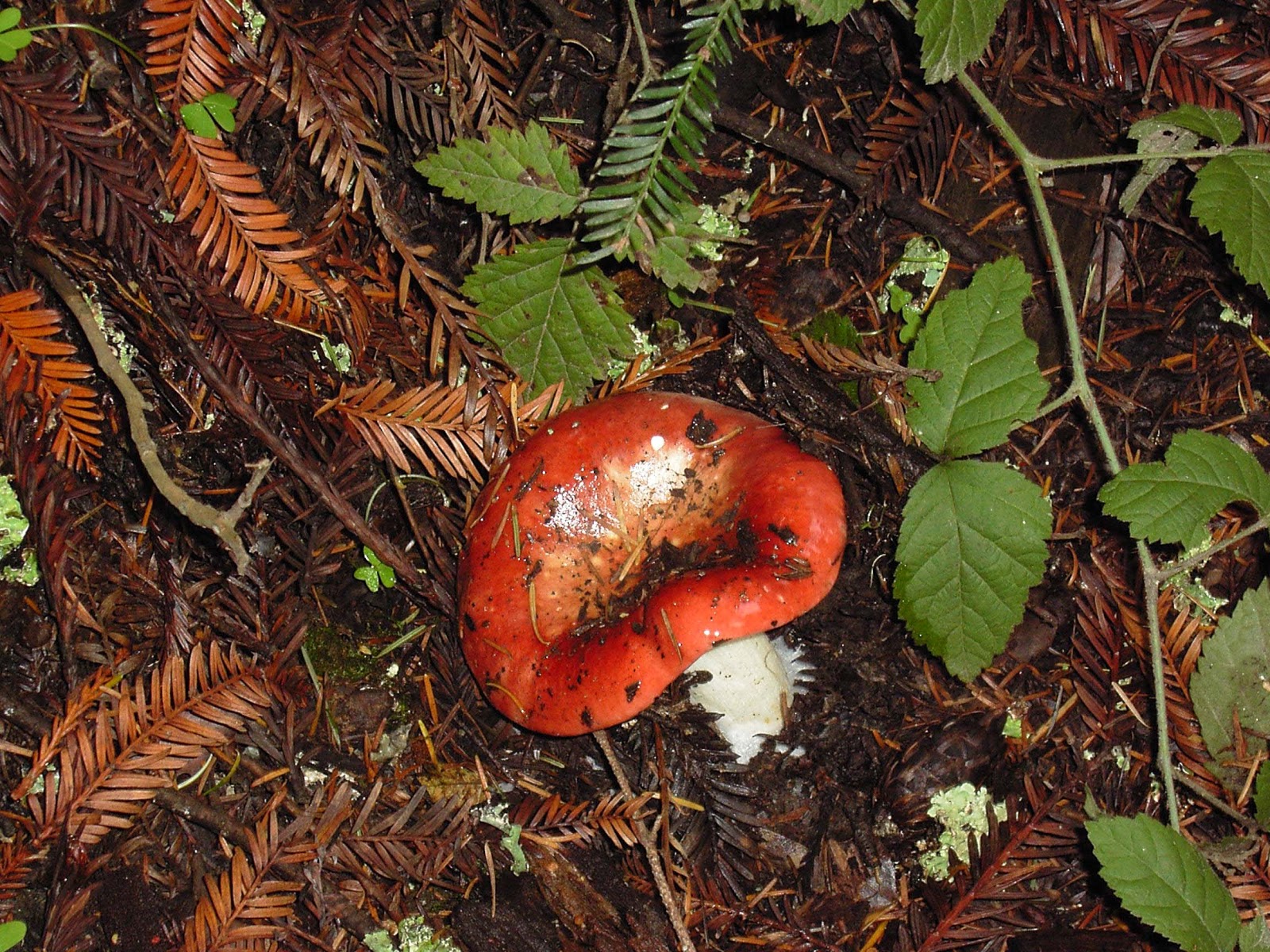 SANTA CRUZ MY MUSHROOM PROJECT