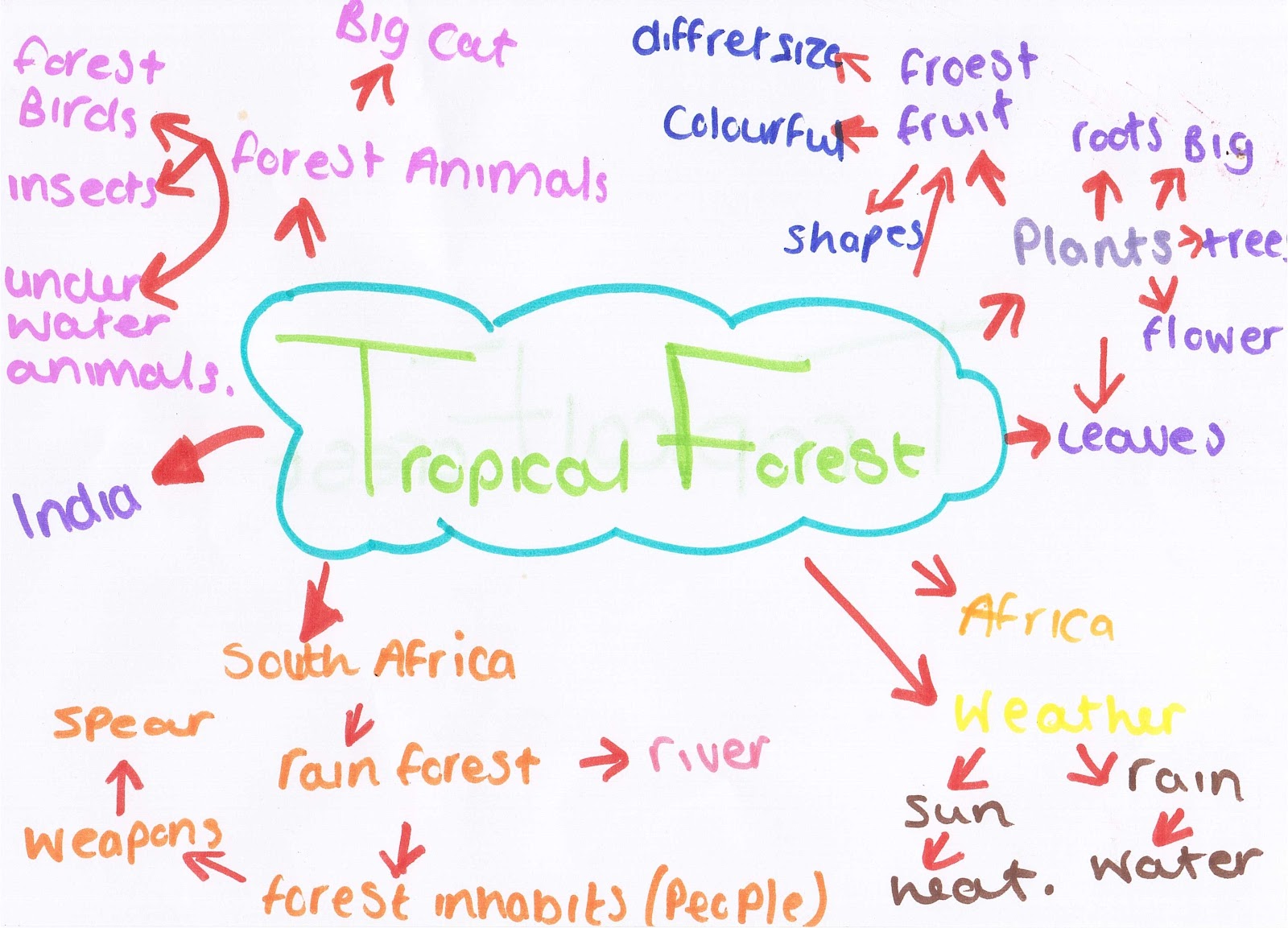 tropical forest Forest+mind+map